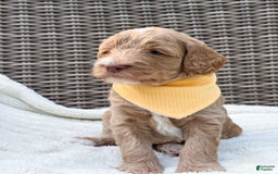 Goldendoodle dogs for sale: Lewis - Image 3