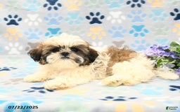 Shih Tzu dogs for sale: Paddington - Image 9