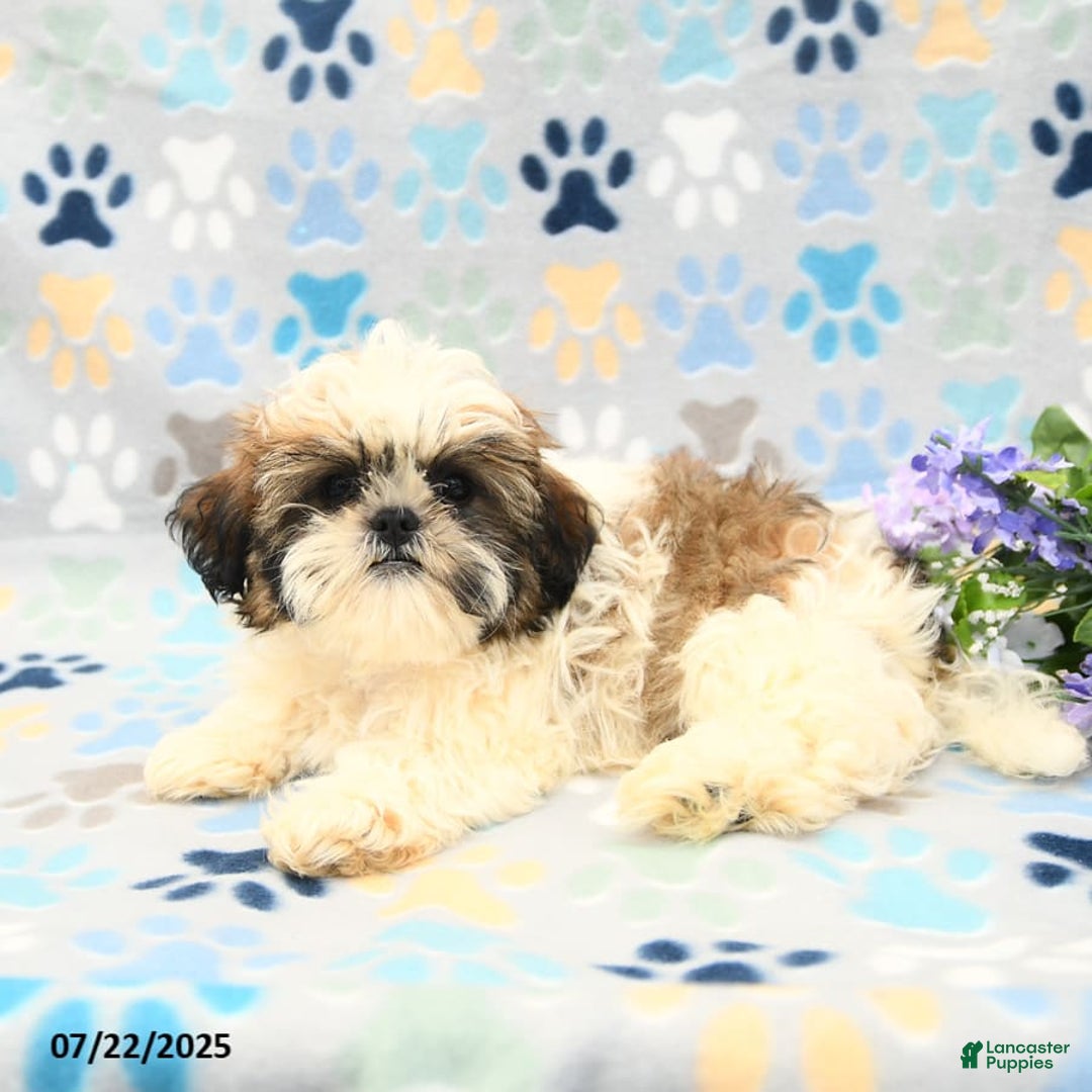 Shih Tzu dogs for sale: Paddington - Image 9