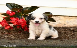 Mini Bernedoodle dogs for sale: Cookie - Image 5