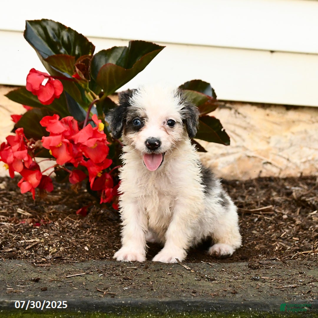 Mini Bernedoodle dogs for sale: Cookie - Image 5