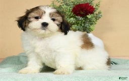 Teddy Bear dogs for sale: Sweetie - Image 5
