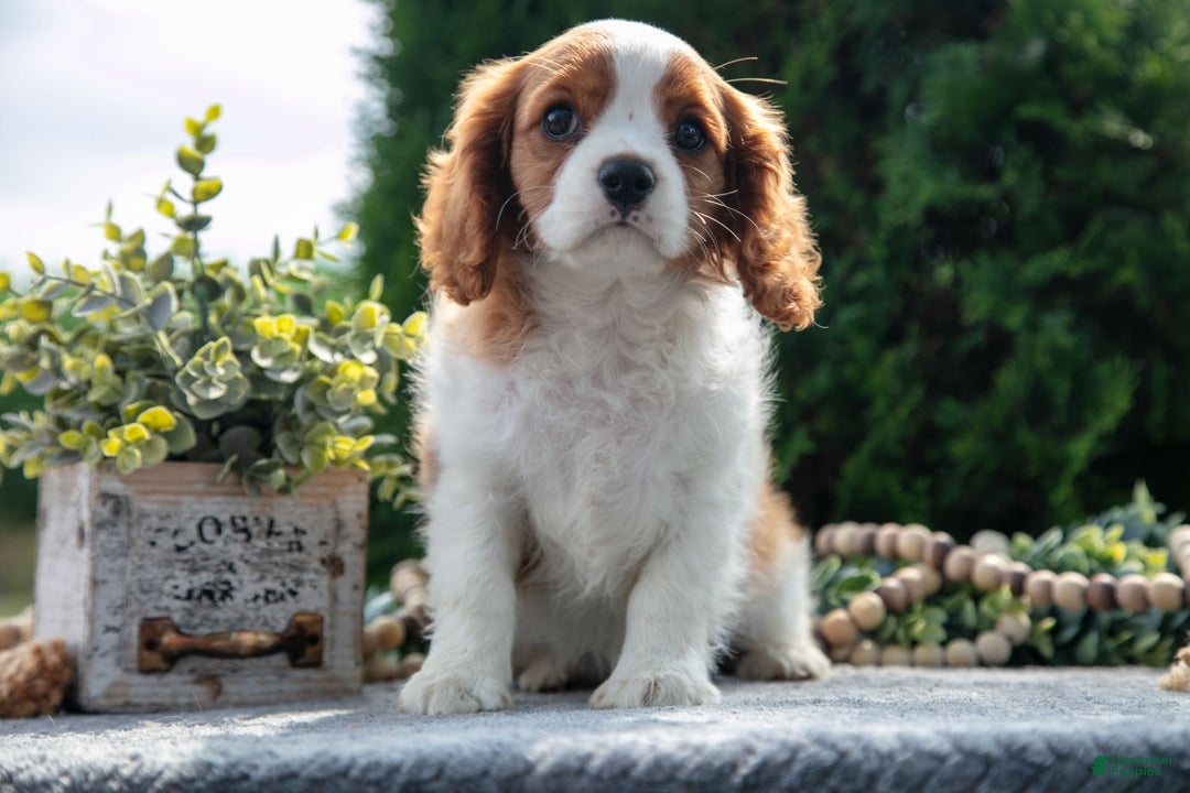Cavalier King Charles Spaniel dogs for sale: Payton - Image 6