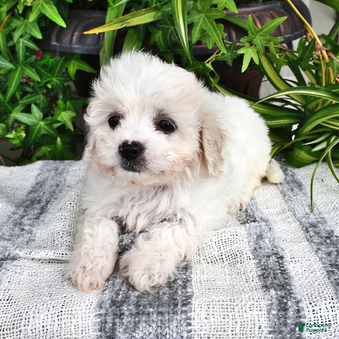 Cavachon dogs for sale: Maggie - Image 1