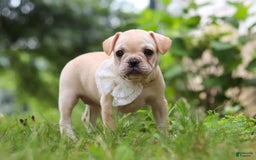 French Bulldog dogs for sale: Margo - Image 1