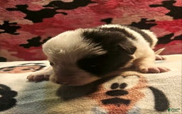 Border Collie dogs for sale: I-dog - Image 24