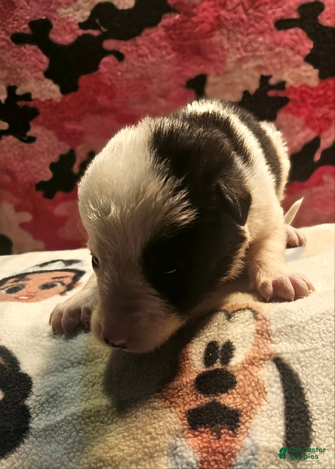 Border Collie dogs for sale: I-dog - Image 24