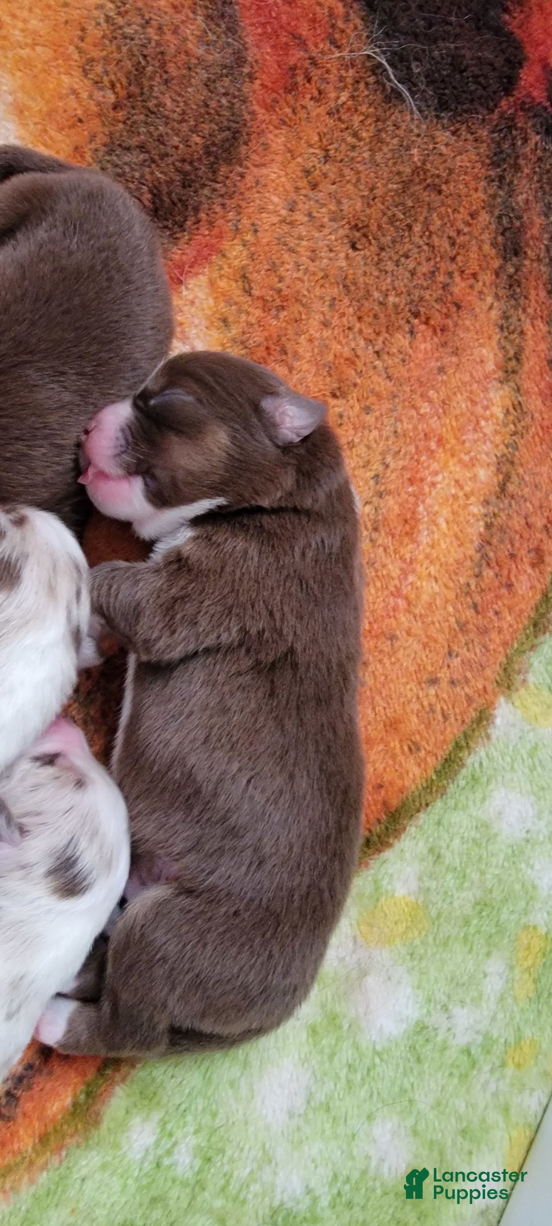 Australian Shepherd dogs for sale: Red And White Female - Image 5