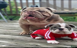 Olde English Bulldogge dogs for sale: Morticia - Image 12