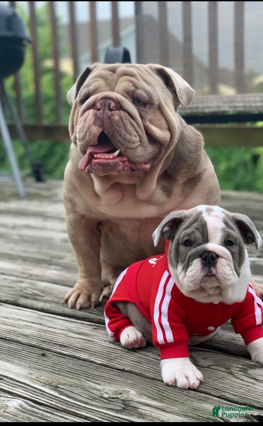 Olde English Bulldogge dogs for sale: Morticia - Image 12