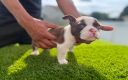 American Bully dogs for sale: Bones - Image 4