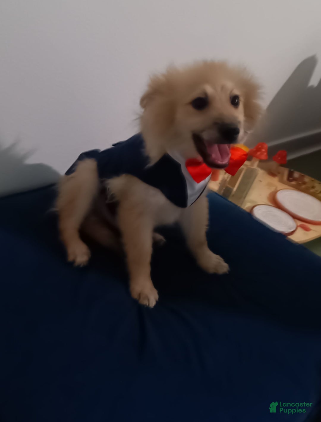 Pomeranian dogs for sale: Coconut - Image 3