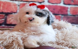 Bichpoo dogs for sale: Bowie - Image 2