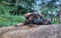 German Shepherd dogs for sale: Karma - Image 6