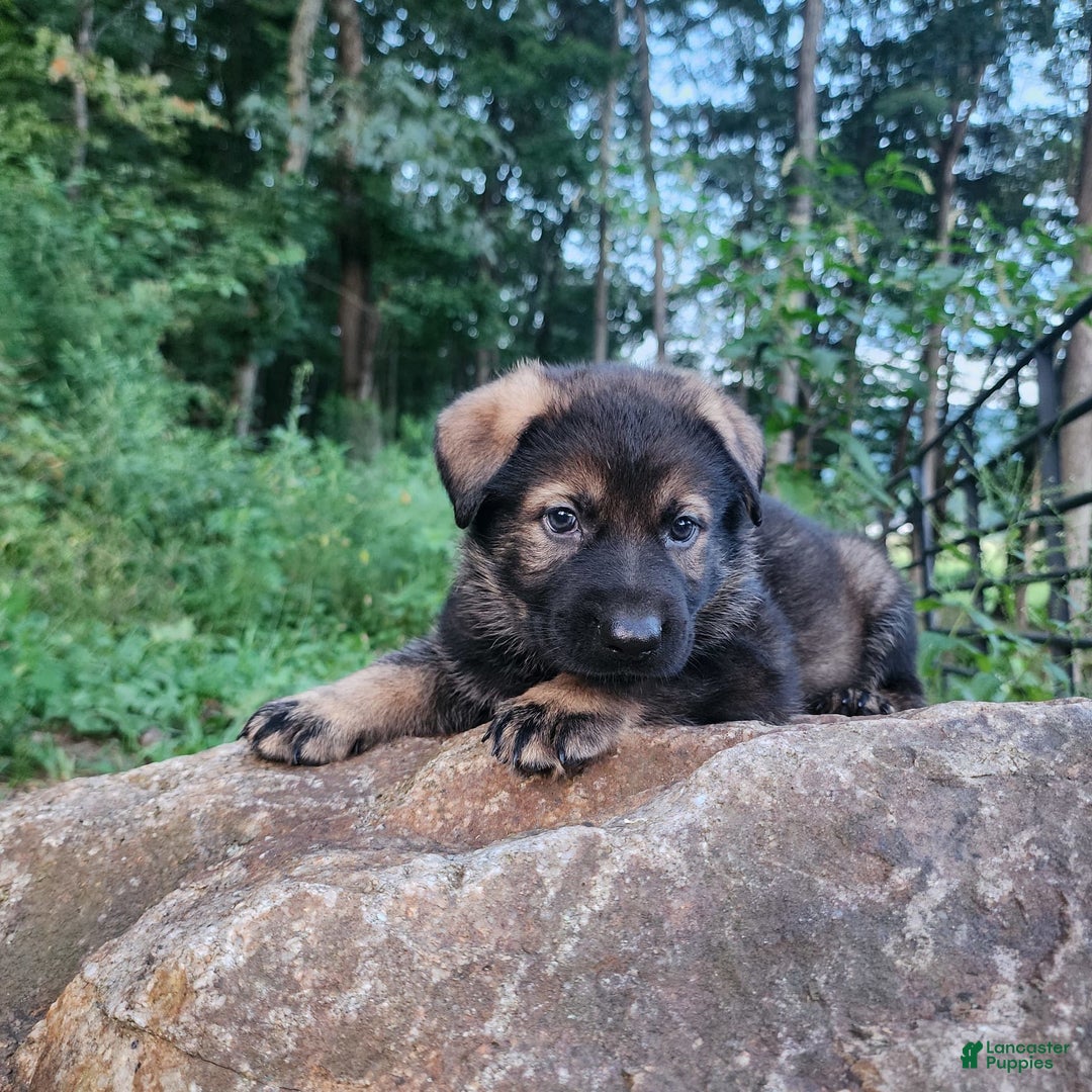 German Shepherd dogs for sale: Karma - Image 6