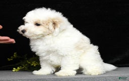 Maltipoo dogs for sale: Polly - Image 2