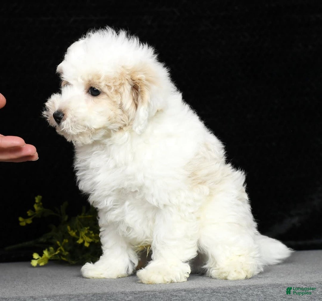 Maltipoo dogs for sale: Polly - Image 2