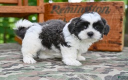 Shih Tzu dogs for sale: Buddy - Image 5