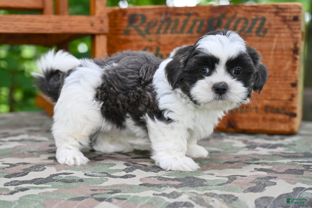 Shih Tzu dogs for sale: Buddy - Image 5