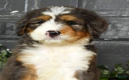 Bernedoodle dogs for sale: Diana - Image 9