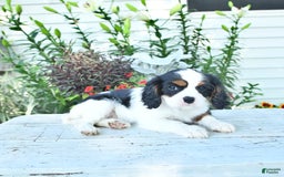 Cavalier King Charles Spaniel dogs for sale: Lola - Image 8