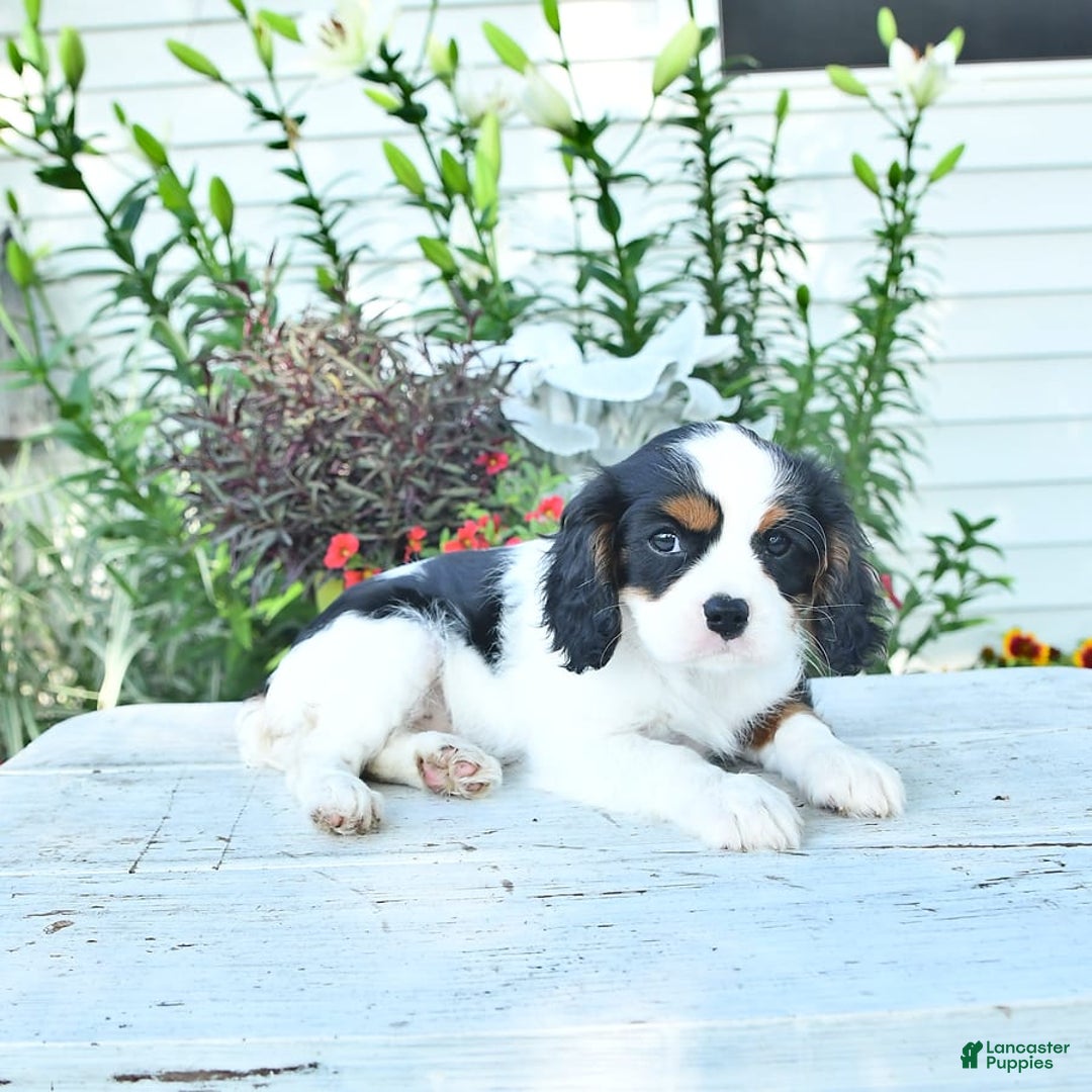 Cavalier King Charles Spaniel dogs for sale: Lola - Image 8