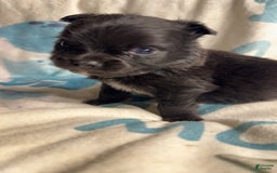 Chihuahua dogs for sale: Patric - Image 1
