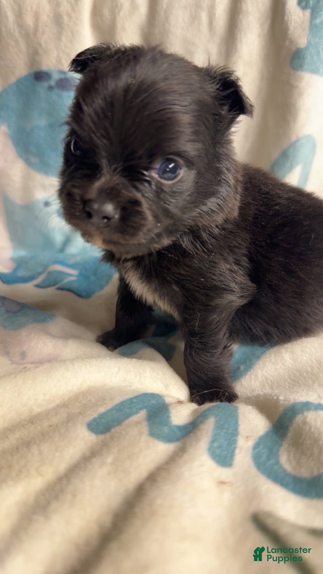 Chihuahua dogs for sale: Patric - Image 1