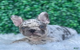 French Bulldog dogs for sale: Dixie - Image 1
