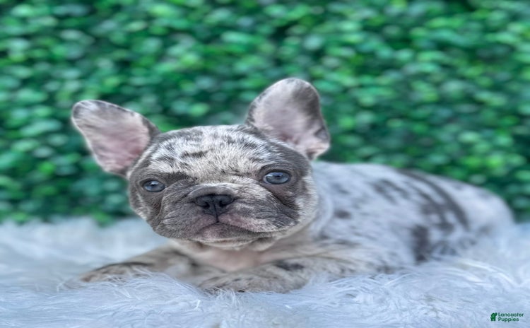 French Bulldog dogs for sale - Ad 1