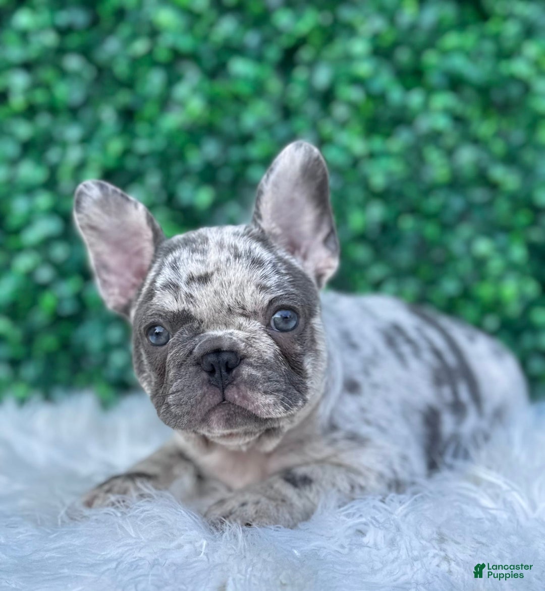 French Bulldog dogs for sale: Dixie - Image 1