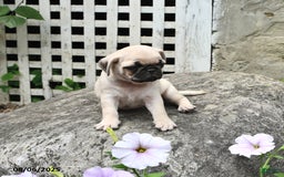 Pug dogs for sale: Beauty - Image 1