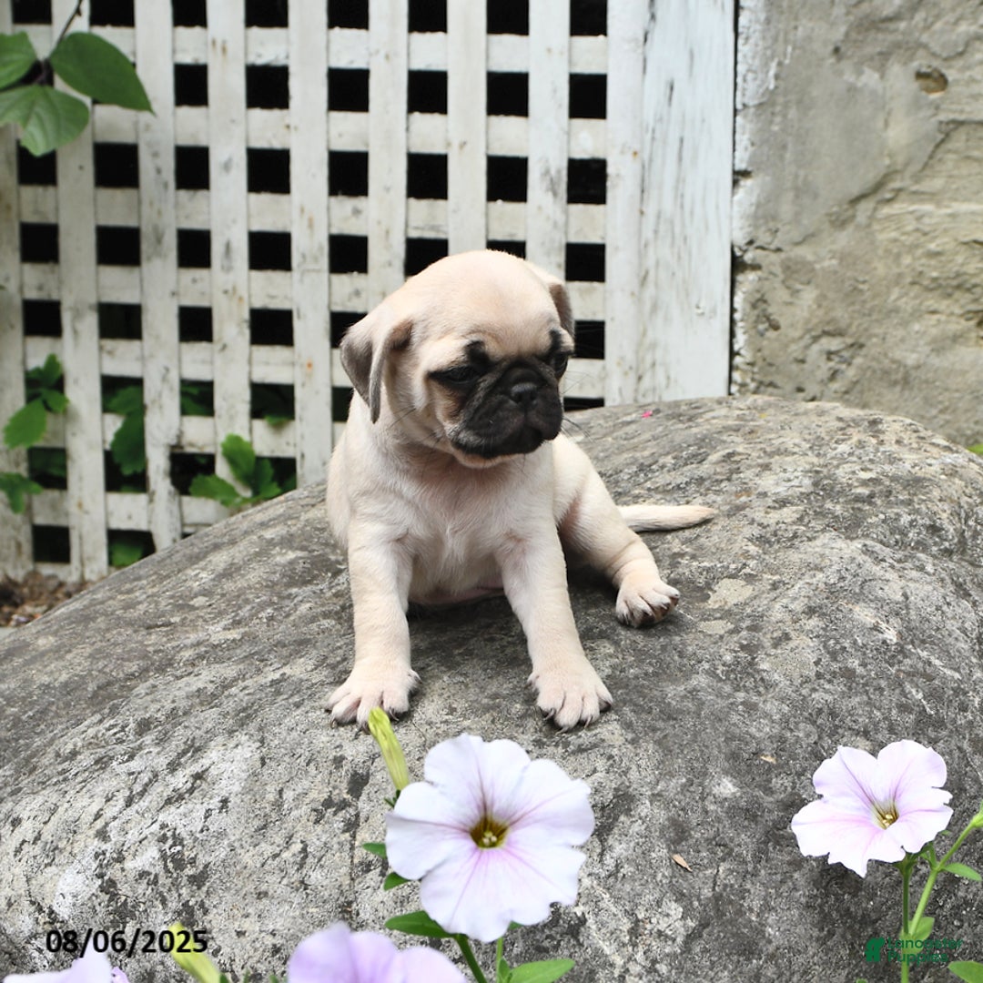Pug dogs for sale: Beauty - Image 1