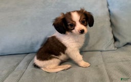 Papillon dogs for sale: Holly sable four - Image 2