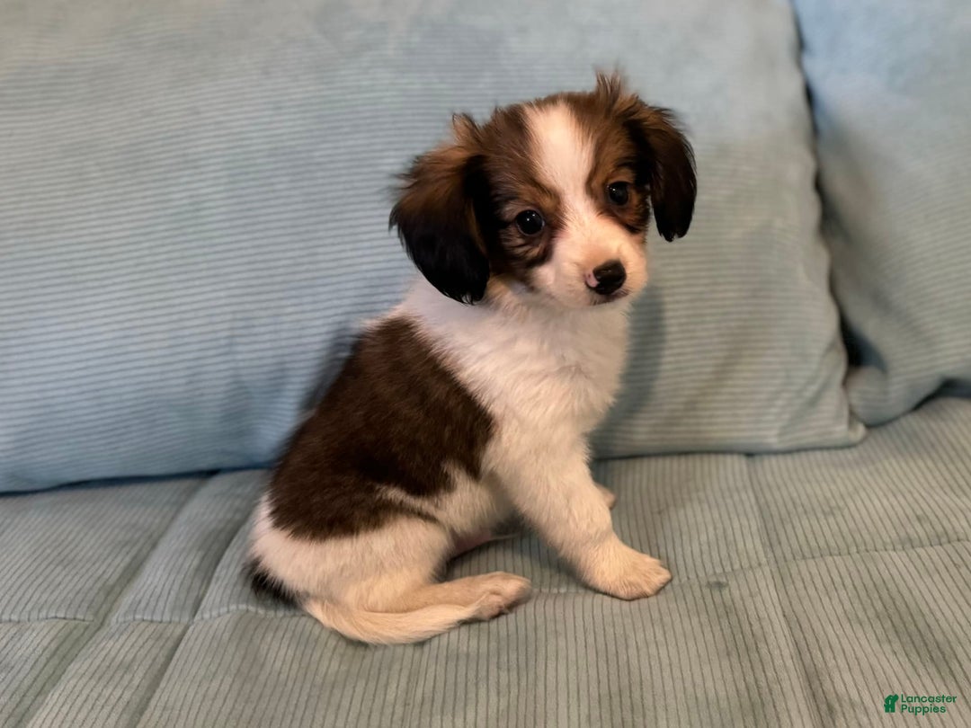Papillon dogs for sale: Holly sable four - Image 2