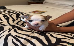 Chihuahua dogs for sale: Jewel - Image 3