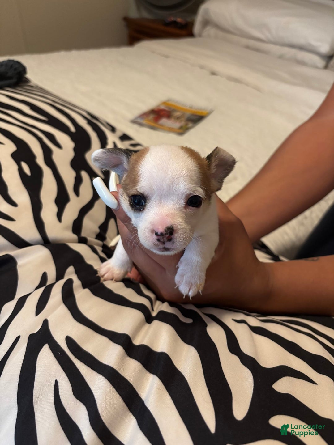 Chihuahua dogs for sale: Jewel - Image 3