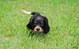Dachshund dogs for sale: Akc Prince - Image 9