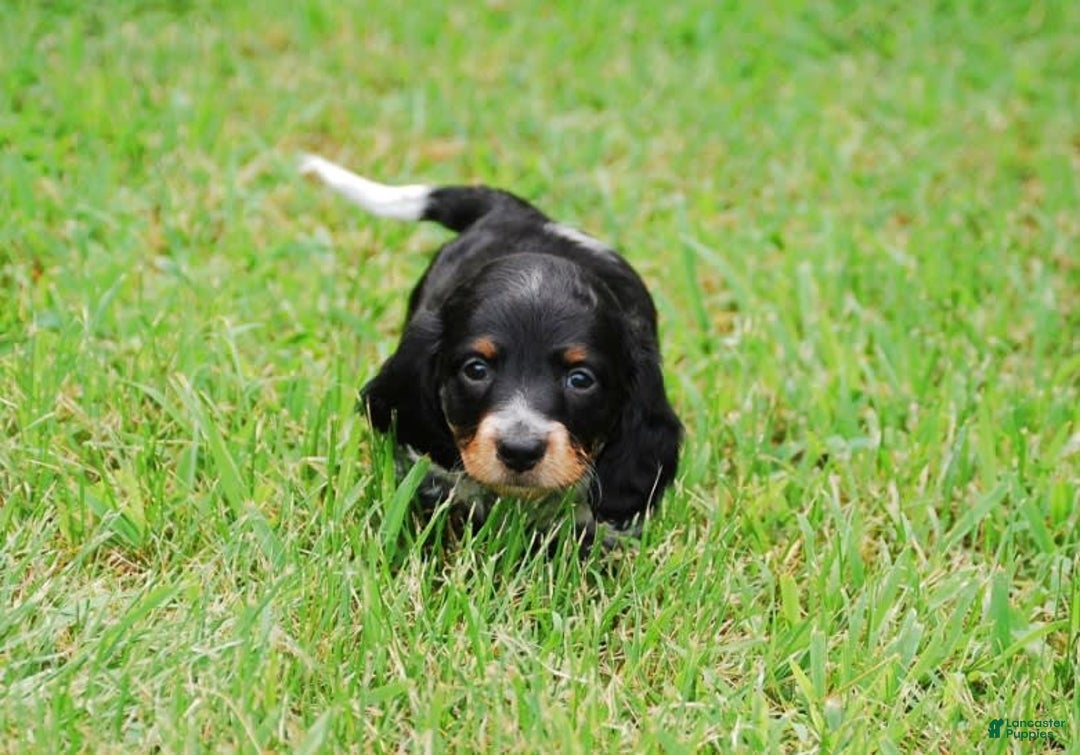Dachshund dogs for sale: Akc Prince - Image 9