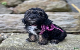 Miniature Poodle dogs for sale: Tessa - Image 3
