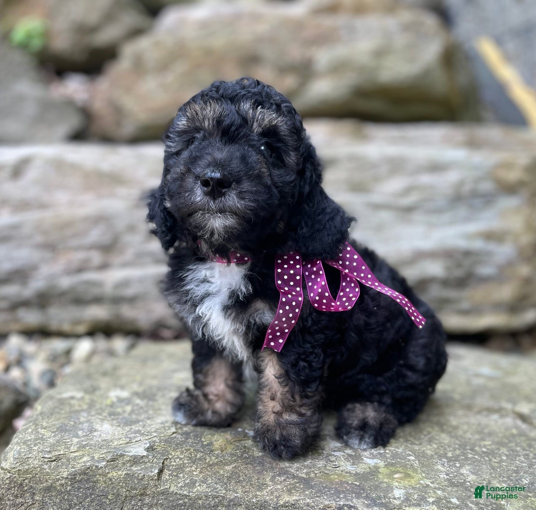 Miniature Poodle dogs for sale: Tessa - Image 3