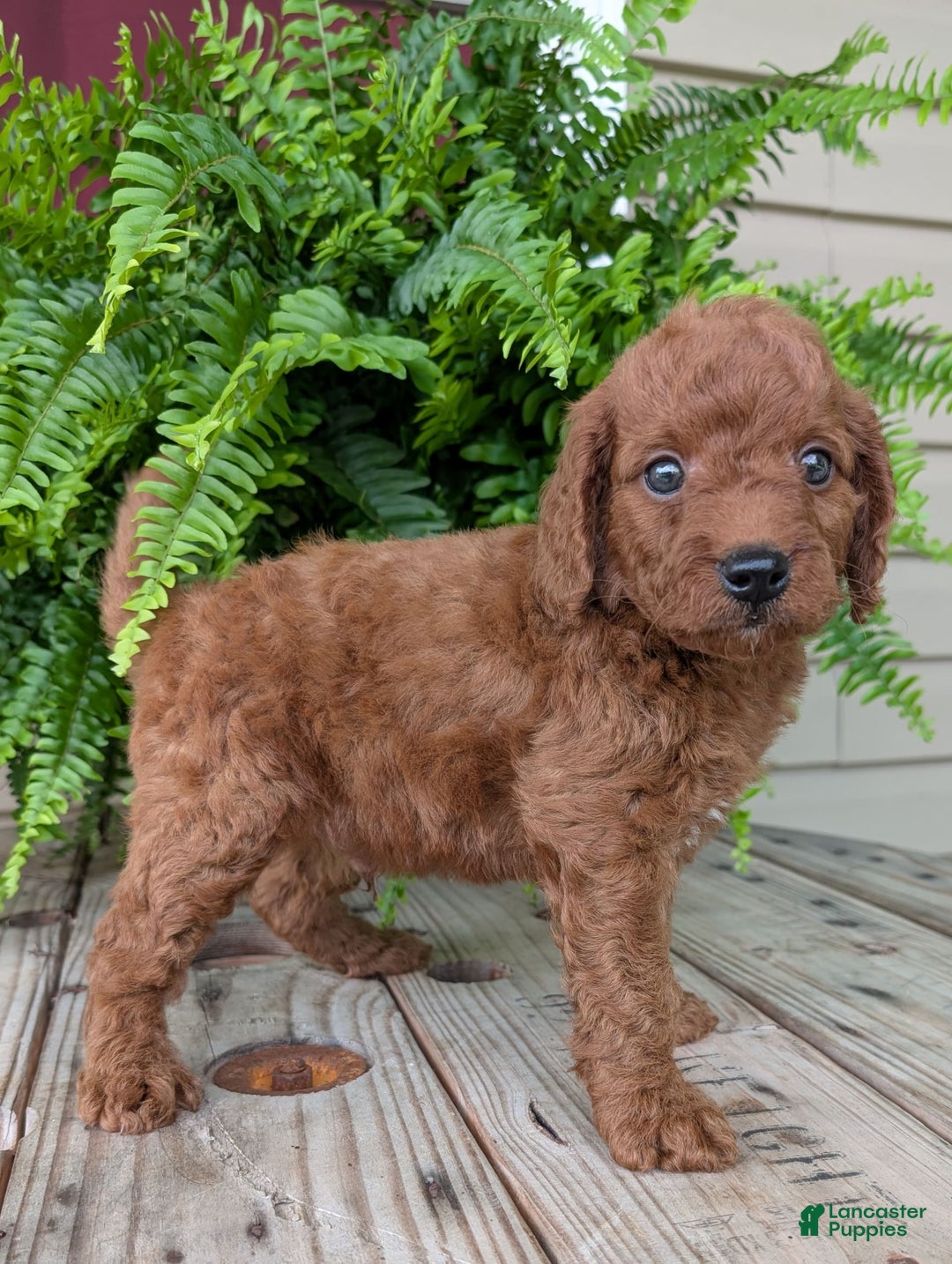 Mini Goldendoodle dogs for sale: Mini -coner - Image 69
