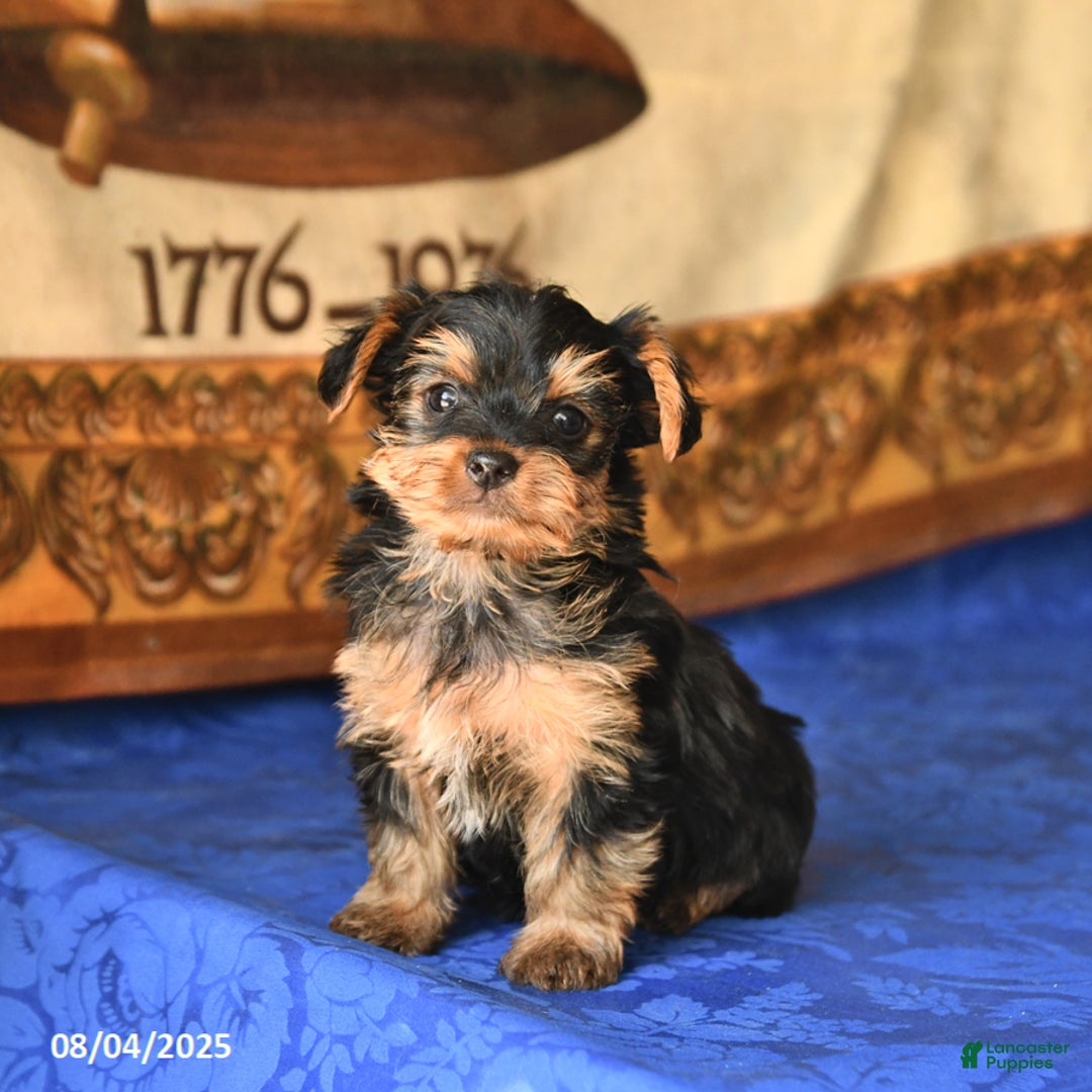 Yorkshire Terrier dogs for sale: Yorkshire Terrier 4 puppies - Image 9
