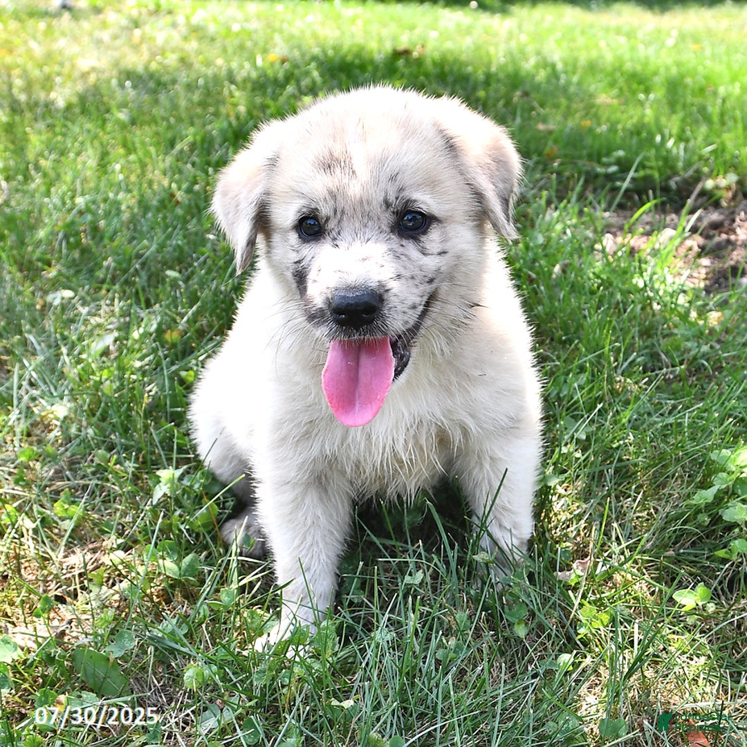 Great Pyrenees dogs for sale: Tucker - Image 2