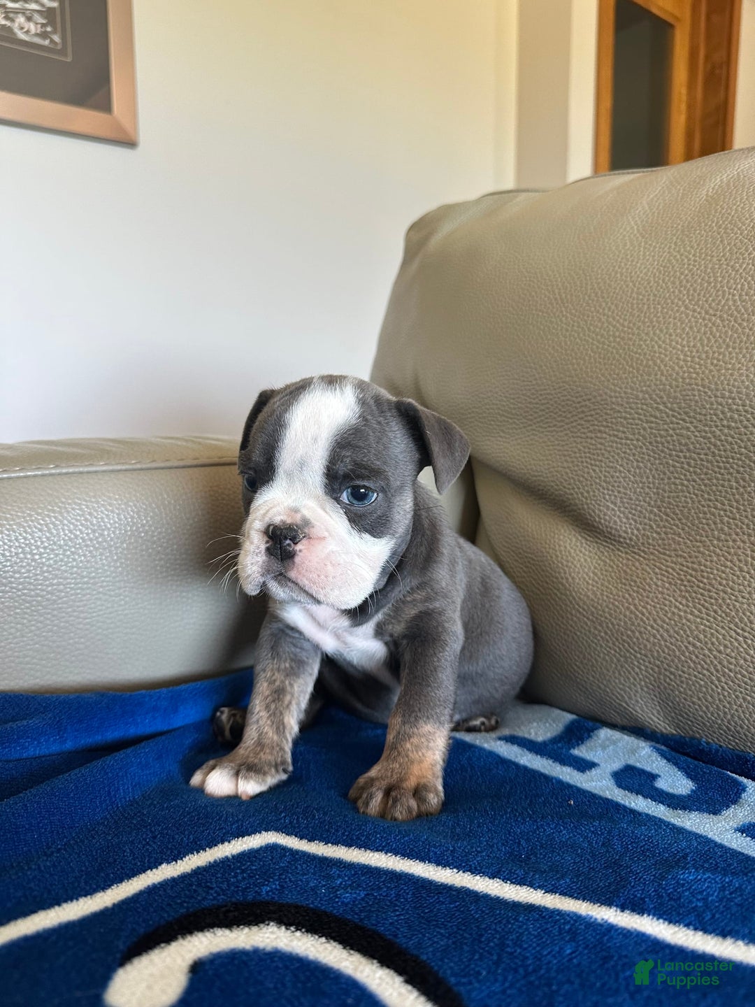 English Bulldog dogs for sale: Elliot - Image 4