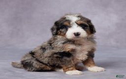 Mini Bernedoodle dogs for sale: Cody - Image 5