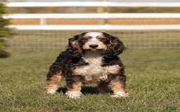Mini Bernedoodle dogs for sale: Douglas - Image 4