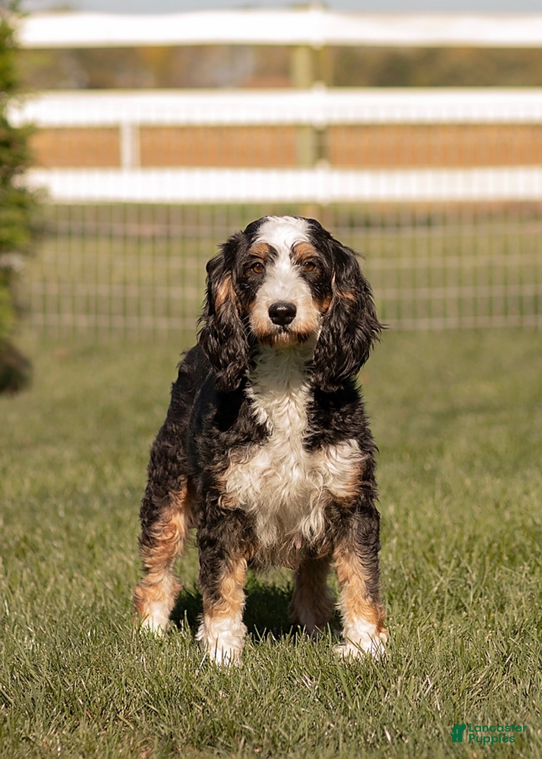 Mini Bernedoodle dogs for sale: Douglas - Image 4
