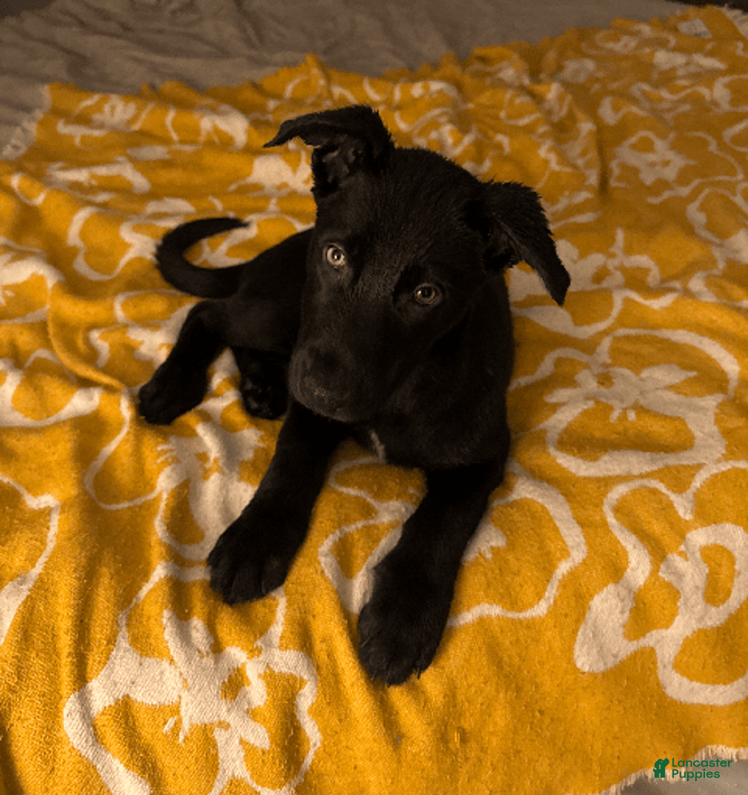 Belgian Malinois dogs for sale: Ula - Image 4