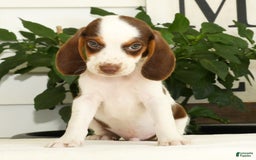 Beagle dogs for sale: Phil - Image 3
